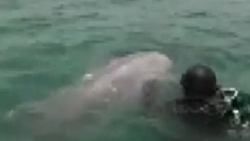 Maltepe’de ağa takılan yunus kurtarıldı