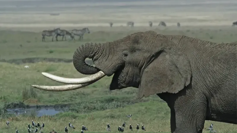 İSTANBUL’DA KAÇAK YABAN HAYATI OPERASYONU