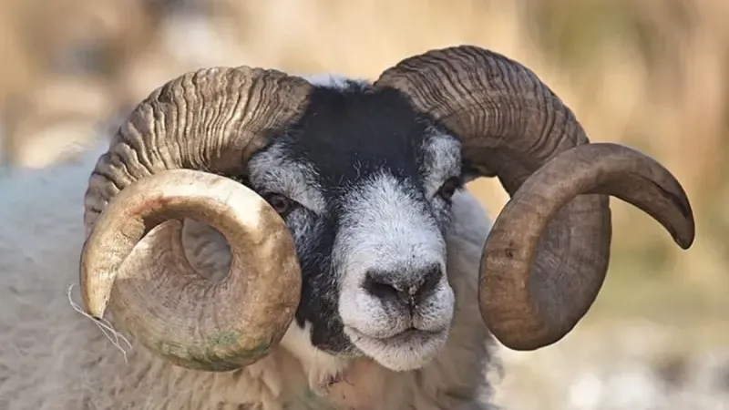 VEKALETLE KURBAN BEDELLERİ BELLİ OLDU